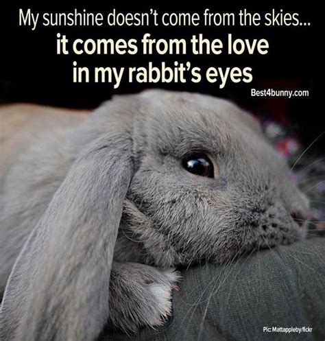 18 Things Only Bunny Lovers Know To Be True Best 4 Bunny Bunny