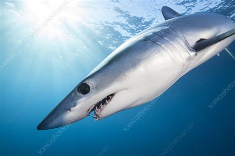 Shortfin Mako Shark Stock Image C Science Photo Library