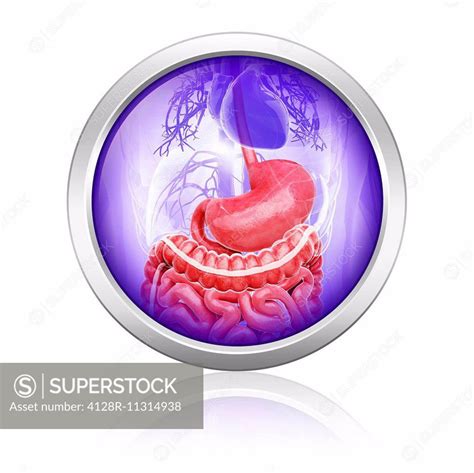 Human Digestive System Computer Artwork Superstock