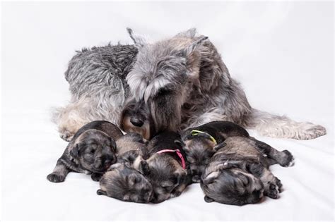 O Schnauzer Miniatura Cinza Da M E Alimenta Os Filhotes Em Um Fundo