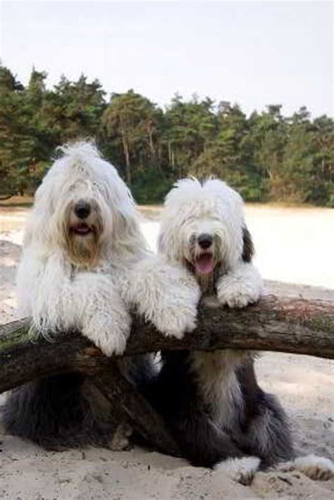 14 Curly Facts About Old English Sheepdogs Artofit