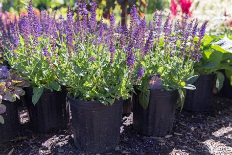 Salvia - Plant Profile - Kalleco Nursery Corp.