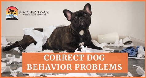 How Do You Fix Dog Behavior Problems