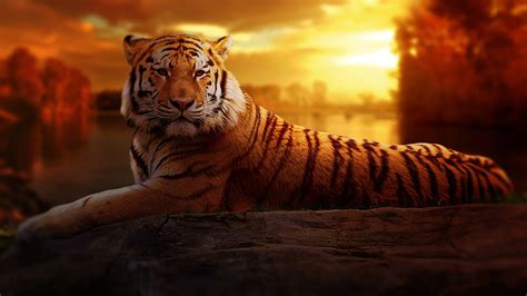 Tiger Wallpapers | HD Wallpapers | ID #22070