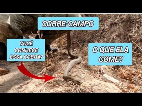 Falando Sobre A Cobra Corre Campo E O Que Ela Come Youtube