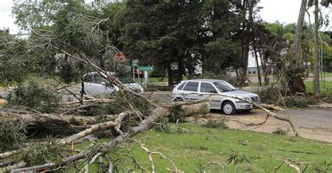 G1 Chuva derruba árvores nas asas Norte e Sul de Brasília notícias