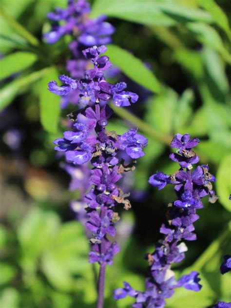 Salvia Farinacea Benth Loki Schmidt Garten Botanische Flickr