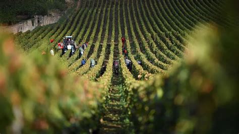 La Francia Produce Troppo Vino Il Governo Stanzia Milioni Di Euro