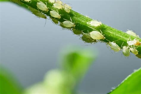 Cara Membasmi Kutu Daun Pakai Garam Epsom