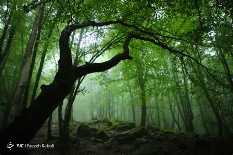 Iran's Nature In Photos: Gorgan Forests - Iran Front Page