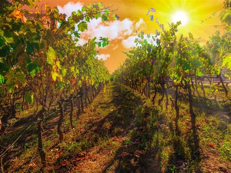 Vignoble Paysage Soleil La Photo Gratuite Sur Pixabay Pixabay