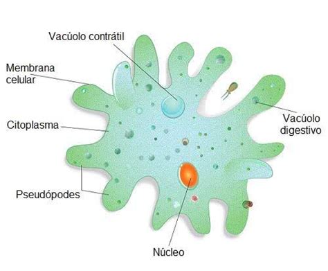 Protozoários características classificação e exemplos Toda Matéria