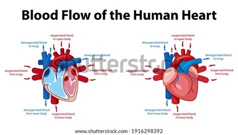 Information Poster Human Heart Diagram Illustration Stock Vector