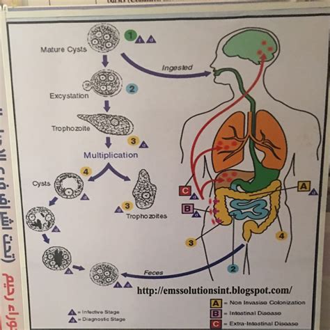 Entamoeba Histolytica Life Cycle Ppt