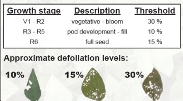 Defoliation In Soybean And Corn And Japanese Beetle Watch Ohio Ag