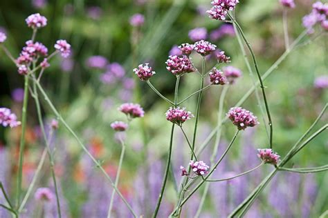 Growing Verbena Bonariensis From Seed Bbc Gardeners World Magazine