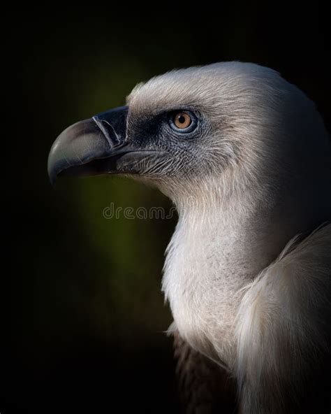 Vertical Shot Of A Majestic Griffon Vulture In A Field With A Dark