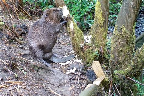 Beaver Tree