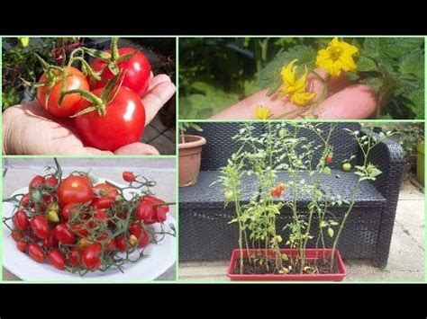 Faire pousser des tomates en pot à partir de graines étape par étape