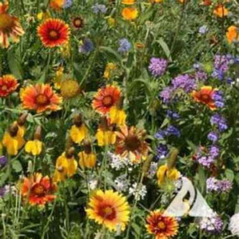 Western Wildflower Seed Mix Of Annuals And Perennials