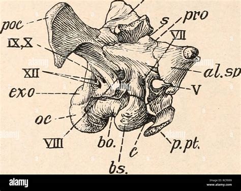 stämme der wirbeltiere Evolución Paleontología Vertebrados