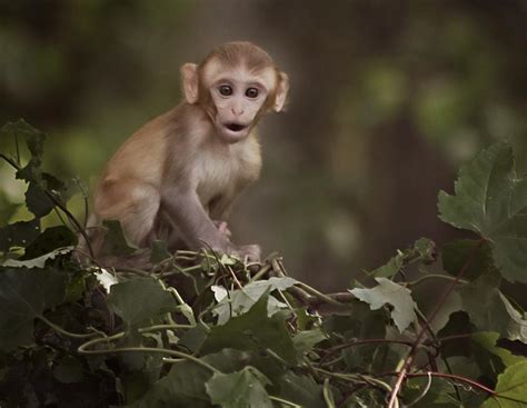 Baby Rhesus 1 Photograph by Sheri McLeroy