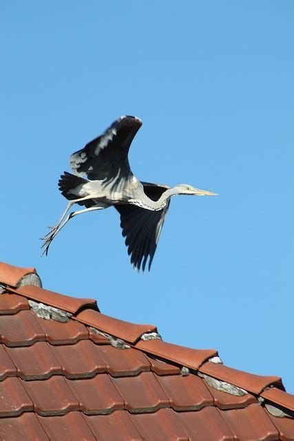 Flying Heron Bird Water - Free photo on Pixabay - Pixabay