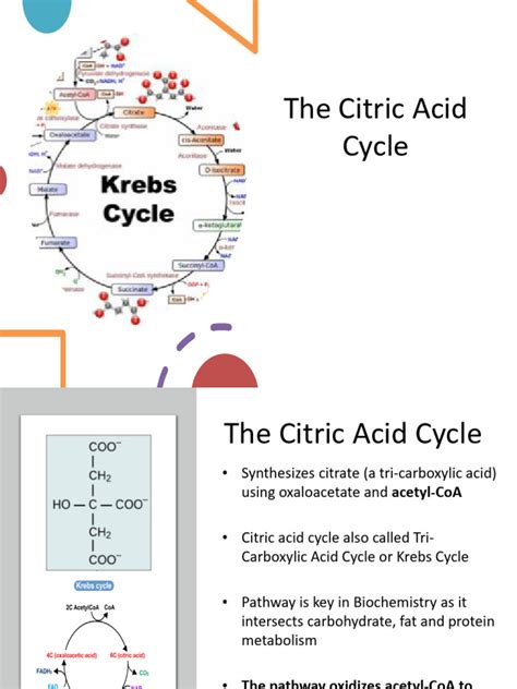 The Citric Acid Cycle | PDF | Diet & Nutrition | Chemistry