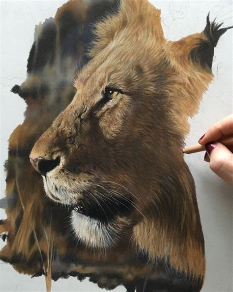 Wild Animal Pencil Drawings