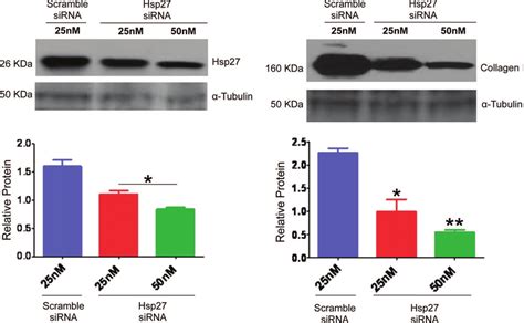 Analysis Of Hsp And Collagen I Protein Expression In Keloid