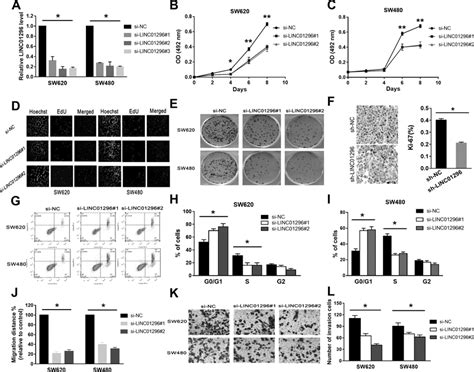 Linc01296 Knockdown Can Inhibit The Growth Of Cc Cells In Vitro A