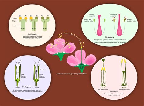 Types Of Pollination Self And Cross Pollination In Plants Images