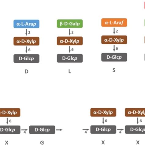 A Single Letter Codes To Describe Xyloglucan Side Chains Mentioned In