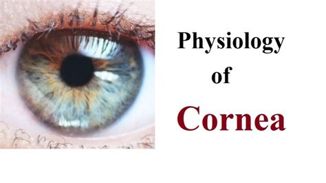 Physiology Or Function Of Cornea Youtube