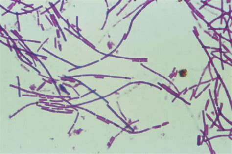 Bacillus Anthracis Antibiotics