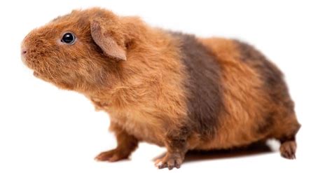 Guinea Pig Types The Ultimate Guide To Guinea Pig Breeds A Z Animals