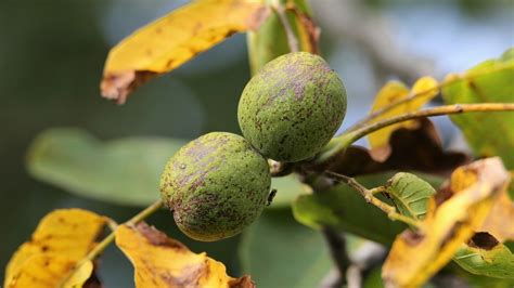 Can you eat buckeye tree nuts? - About Tree