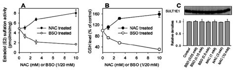 Effects of BSO and NAC on 17 β estradiol sulfation activity A and