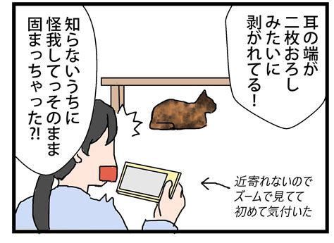 びろびろ 保護猫かやさん～凛々しいサビ猫様と私～