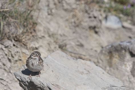 Vesper Sparrow Outside My Window Mia Mcpherson S On The Wing Photography