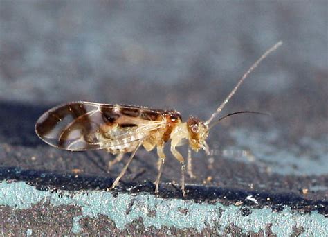 Bark Louse New For New Brunswick Graphopsocus Cruciatus BugGuide Net