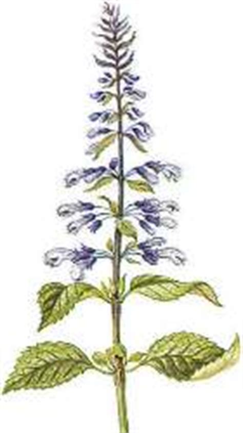 Salvia divinorum