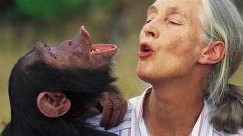 La Studiosa Jane Goodall Lo Scimpanzé Abbraccia La Donna Che Gli Ha