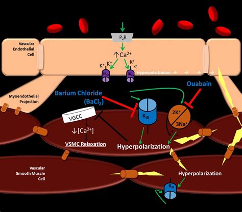 Our Hyper Polarizing Story Understanding Atp Mediated Vasodilatation