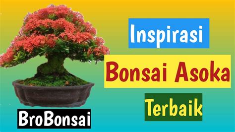 Inspirasi Bonsai Asoka YouTube