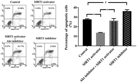 Sirt1 Promotes Pulmonary Artery Endothelial Cell Proliferation By Targeting The Akt Signaling