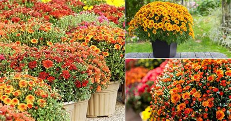 How To Grow Mums As Perennials Annual Vs Perennial Mums