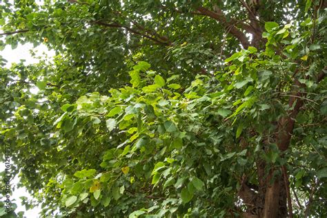 Ficus Religiosa Or Sacred Fig Is Also Known As The Bodhi Tree Pippala