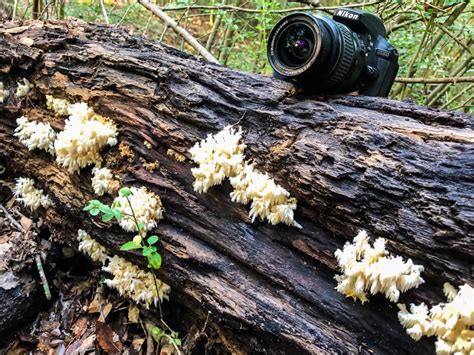 Urban Nature Photography Gallery/tonygeephotos.com