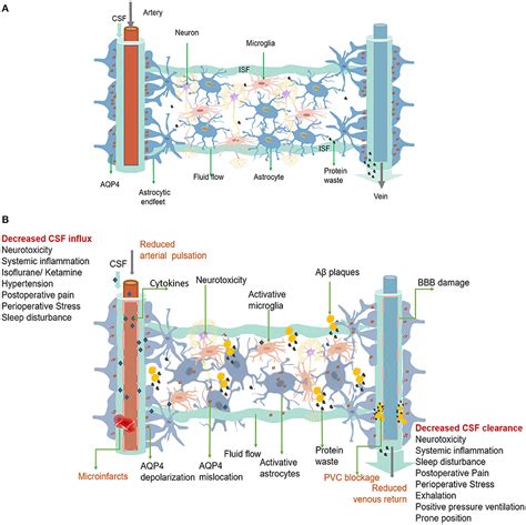 Frontiers Dysfunction Of The Glymphatic System As A Potential